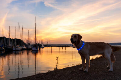 Trixie Işıklı Köpek Boyun Tasması - 4