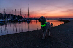 Trixie Işıklı Köpek Boyun Tasması - 6