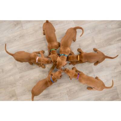 Trixie Yavru Köpek Tasma Seti - 2